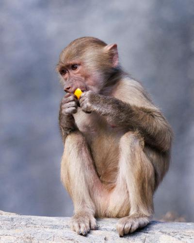 Baboon Baby Eating Orange 1