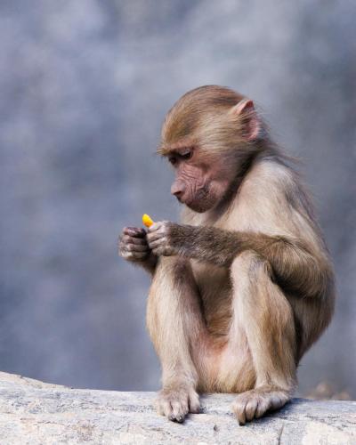 Baboon Baby Eating Orange 2