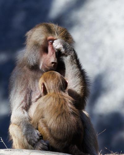 Baboon Feeding Mother Exhausted