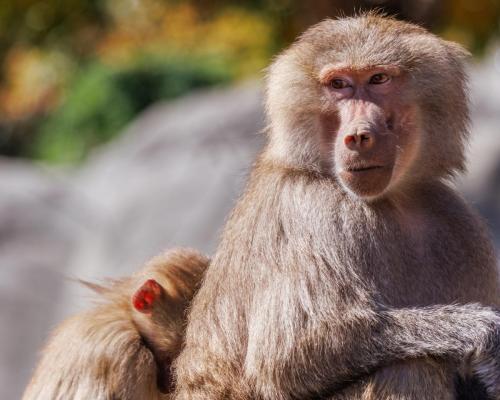 Baboons Baby Behind Mother