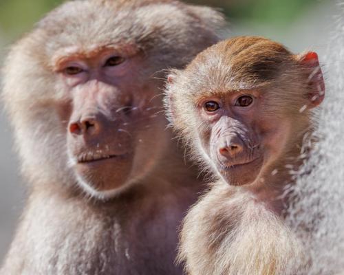 Baboons Mother and Child