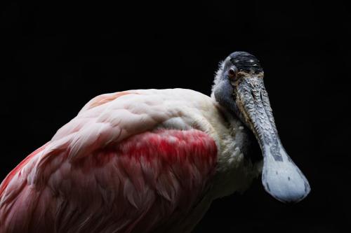 Spoonbill black background foward