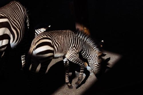 Zebra light stripe